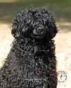 Portugese Water Dog